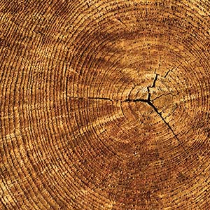 木材の環境イメージ