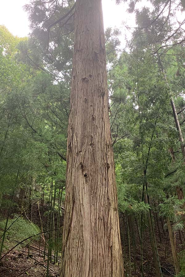 樹齢50年を超える杉材