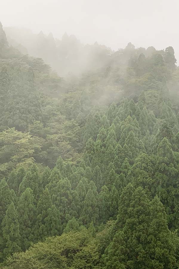 杉の森林
